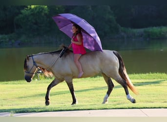 Caballo del fiordo noruego (Fjord) Mestizo, Yegua, 15 años, 142 cm, Bayo