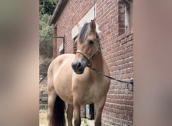 Caballo del fiordo noruego (Fjord), Yegua, 15 años, 152 cm, Bayo