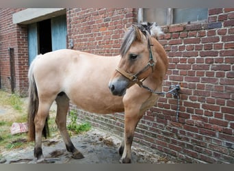 Caballo del fiordo noruego (Fjord), Yegua, 15 años, 152 cm, Bayo