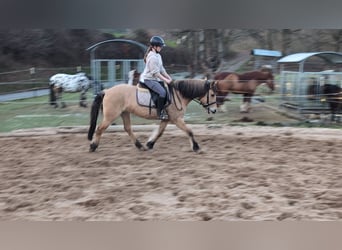 Caballo del fiordo noruego (Fjord), Yegua, 16 años, 146 cm, Bayo