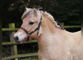 Caballo del fiordo noruego (Fjord), Yegua, 1 año, 140 cm