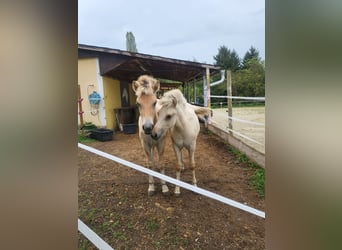 Caballo del fiordo noruego (Fjord), Yegua, 1 año, 145 cm, Bayo