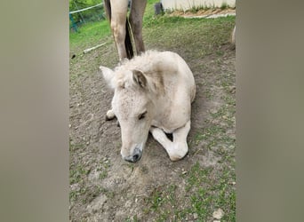 Caballo del fiordo noruego (Fjord), Yegua, 1 año, 145 cm, Bayo