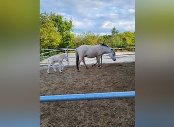 Caballo del fiordo noruego (Fjord), Yegua, 1 año, 145 cm, Bayo