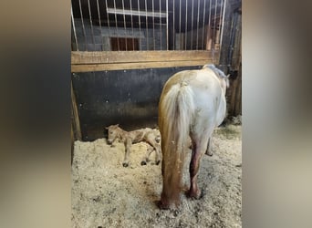 Caballo del fiordo noruego (Fjord), Yegua, 1 año, 145 cm, Bayo