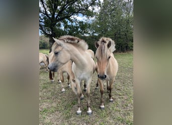 Caballo del fiordo noruego (Fjord), Yegua, 1 año, Bayo
