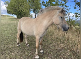 Caballo del fiordo noruego (Fjord), Yegua, 1 año, Bayo