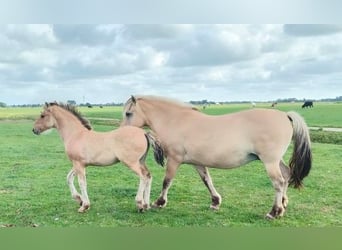 Caballo del fiordo noruego (Fjord) Mestizo, Yegua, 1 año