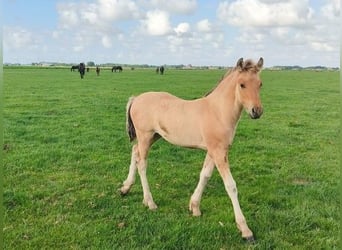 Caballo del fiordo noruego (Fjord) Mestizo, Yegua, 1 año