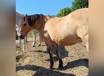Caballo del fiordo noruego (Fjord) Mestizo, Yegua, 21 años, 140 cm, Bayo