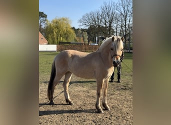 Caballo del fiordo noruego (Fjord), Yegua, 2 años, 143 cm
