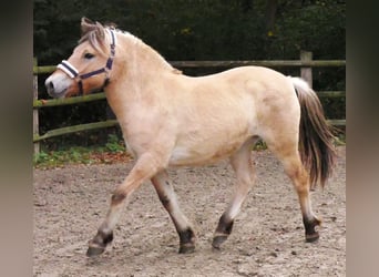 Caballo del fiordo noruego (Fjord), Yegua, 2 años, 145 cm