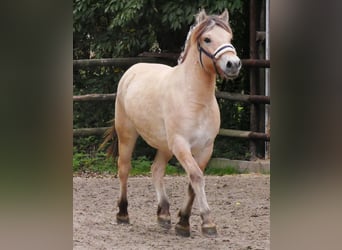 Caballo del fiordo noruego (Fjord), Yegua, 2 años, 145 cm