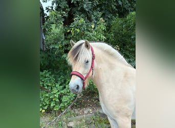Caballo del fiordo noruego (Fjord), Yegua, 3 años, 138 cm, Bayo