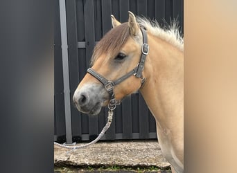 Caballo del fiordo noruego (Fjord), Yegua, 3 años, 140 cm, Bayo
