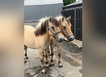 Caballo del fiordo noruego (Fjord), Yegua, 3 años, 140 cm, Bayo
