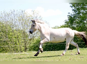 Caballo del fiordo noruego (Fjord), Yegua, 3 años, 142 cm, Bayo