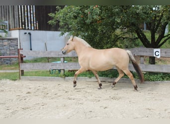 Caballo del fiordo noruego (Fjord), Yegua, 3 años, 143 cm, Bayo