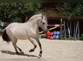 Caballo del fiordo noruego (Fjord), Yegua, 3 años, 144 cm, Bayo