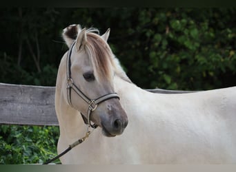 Caballo del fiordo noruego (Fjord), Yegua, 3 años, 144 cm, Bayo