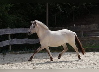 Caballo del fiordo noruego (Fjord), Yegua, 3 años, 144 cm, Bayo