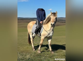 Caballo del fiordo noruego (Fjord), Yegua, 3 años, 146 cm, Bayo