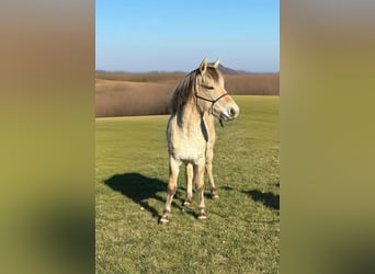 Caballo del fiordo noruego (Fjord), Yegua, 3 años, 146 cm, Bayo