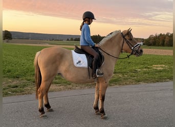 Caballo del fiordo noruego (Fjord), Yegua, 3 años, 148 cm, Bayo