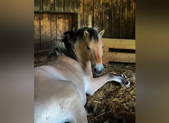Caballo del fiordo noruego (Fjord), Yegua, 3 años, 160 cm