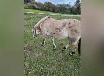 Caballo del fiordo noruego (Fjord), Yegua, 3 años, 160 cm
