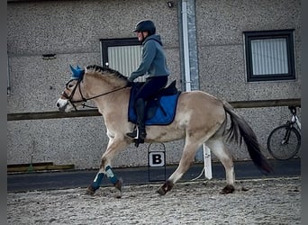 Caballo del fiordo noruego (Fjord), Yegua, 4 años, 135 cm, Bayo