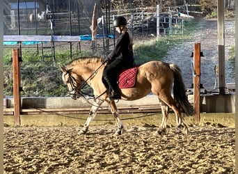 Caballo del fiordo noruego (Fjord), Yegua, 4 años, 135 cm, Bayo