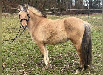 Caballo del fiordo noruego (Fjord), Yegua, 4 años, 135 cm, Bayo