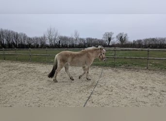 Caballo del fiordo noruego (Fjord), Yegua, 4 años, 136 cm, Bayo