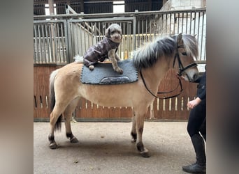 Caballo del fiordo noruego (Fjord), Yegua, 4 años, 140 cm, Bayo