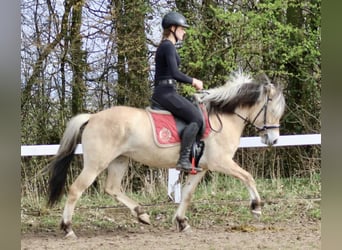 Caballo del fiordo noruego (Fjord), Yegua, 4 años, 140 cm, Bayo