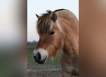 Caballo del fiordo noruego (Fjord), Yegua, 4 años, 140 cm