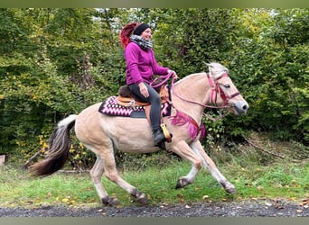 Caballo del fiordo noruego (Fjord), Yegua, 4 años, 146 cm, Bayo