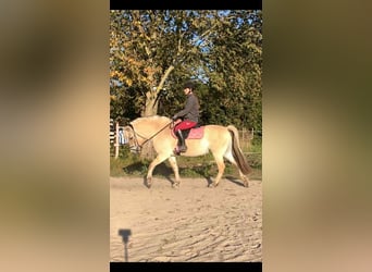 Caballo del fiordo noruego (Fjord), Yegua, 4 años, 147 cm, Castaño