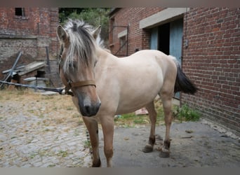 Caballo del fiordo noruego (Fjord), Yegua, 4 años, 148 cm