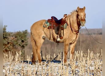 Caballo del fiordo noruego (Fjord) Mestizo, Yegua, 4 años, 155 cm, Red Dun/Cervuno