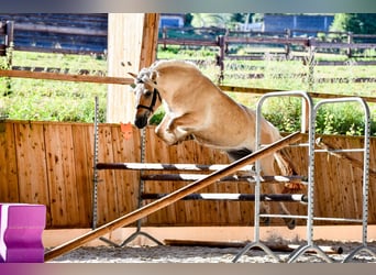 Caballo del fiordo noruego (Fjord), Yegua, 4 años, Bayo