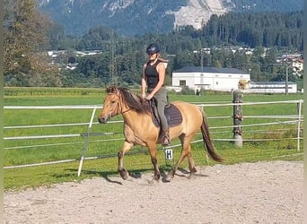 Caballo del fiordo noruego (Fjord), Yegua, 5 años, 145 cm, Bayo