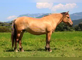 Caballo del fiordo noruego (Fjord), Yegua, 5 años, 145 cm, Bayo