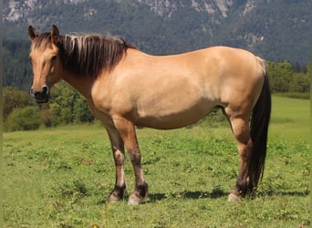 Caballo del fiordo noruego (Fjord), Yegua, 5 años, 145 cm, Bayo