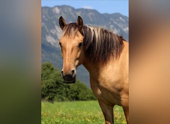 Caballo del fiordo noruego (Fjord), Yegua, 5 años, 145 cm, Bayo