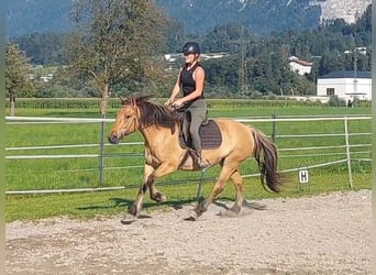 Caballo del fiordo noruego (Fjord), Yegua, 5 años, 145 cm, Bayo