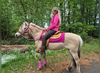 Caballo del fiordo noruego (Fjord), Yegua, 5 años, 146 cm, Bayo