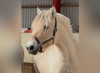 Caballo del fiordo noruego (Fjord), Yegua, 6 años, 143 cm, Bayo