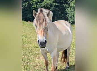 Caballo del fiordo noruego (Fjord), Yegua, 6 años, 147 cm